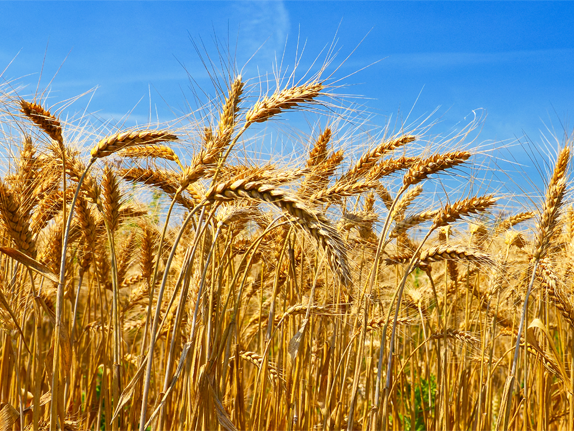 Display of parcel information